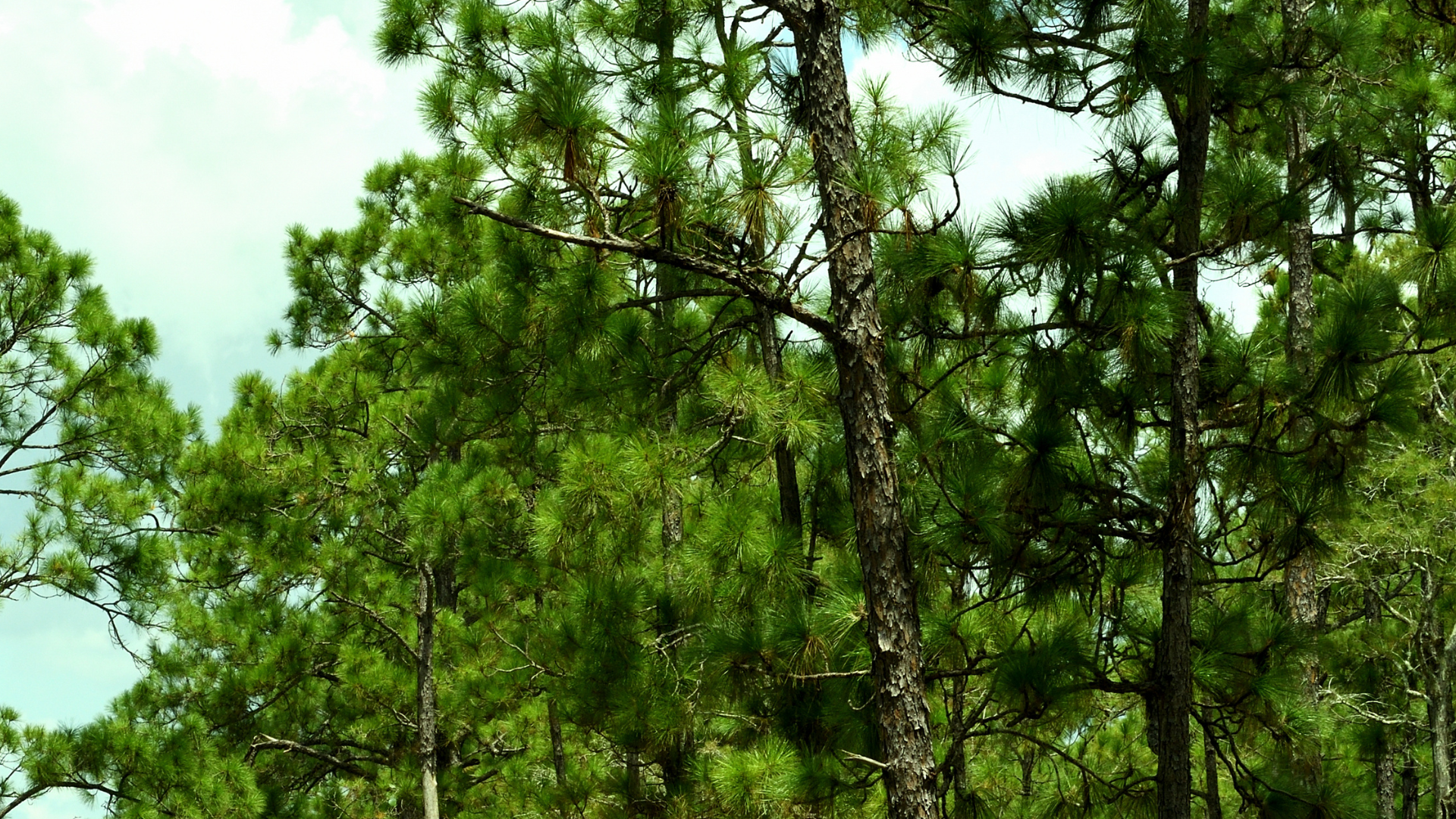 AC Repair Ensley Ferry Pass Beulah Cantonment Molino Barrineau Park Chumuckla Walnut Hill McDavid Century Jay: Florida Air Conditioning and Heating is dedicated to providing the best HVAC service in Ensley Ferry Pass Beulah Cantonment Molino Barrineau Park Chumuckla Walnut Hill McDavid Century Jay, with over 40 years serving the area.